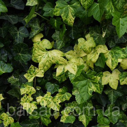 Плющ Професор Сенета / С2 / h 60-80 / Hedera Profesor Seneta, фото 4