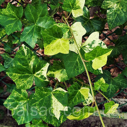 Плющ Професор Сенета / С2 / h 60-80 / Hedera Profesor Seneta, фото 1