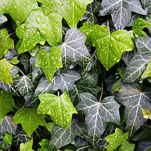 Плющ звичайний Трондейл / h 60-80 / Hedera helix Thorndale, фото 3