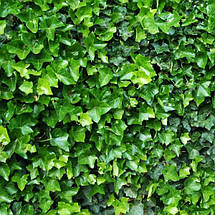 Плющ звичайний Трондейл / h 60-80 / Hedera helix Thorndale, фото 4