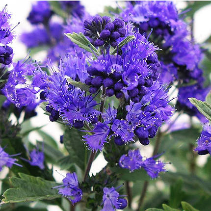 Каріоптеріс Кев Блю / Caryopteris clandonensis Kew Blue, фото 1