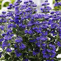 Каріоптеріс Кев Блю / Caryopteris clandonensis Kew Blue, фото 4
