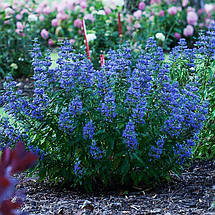 Каріоптеріс Кев Блю / Caryopteris clandonensis Kew Blue, фото 5