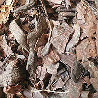 100 г бадан толстолистый/монгольський чай лист сушеный (Свежий урожай) лат. Bergénia crassifólia
