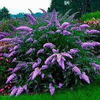 Будлея 34 Nanho Blue, дерево метеликів (контейнер 0.5 л) саджанці