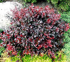 Барбарис Тунберга Dart's Red Lady (контейнер 0.5 л) саджанці