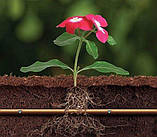 XFSDripline33-100 D17 мм Rain Bird крапельна трубка підземна з компенсацією 100м, фото 3