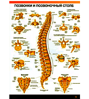 Плакат "Позвоночник человека" 30см х 42см (1 плакат)