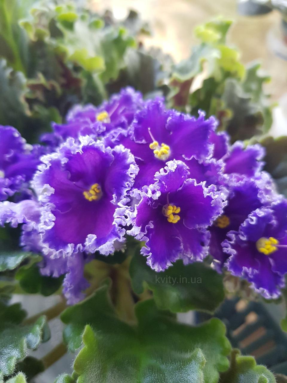 Фіалка Reigning Beauty (J. Swift)