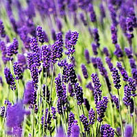 Саженцы Лаванды узколистной Хидкот (Lavandula angustifolia Hidcote) Р9