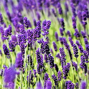 Саджанці Лаванди вузьколистої Хідкот (Lavandula angustifolia Hidcote) Р9