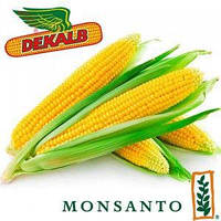Семена кукурузы "ДКС 4014" (ФАО 310) Монсанто