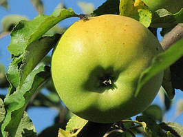 Саджанці яблуні Донешта