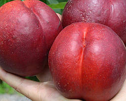 Саджанці нектарину Біг Топ (Биг Топ, Big Top)