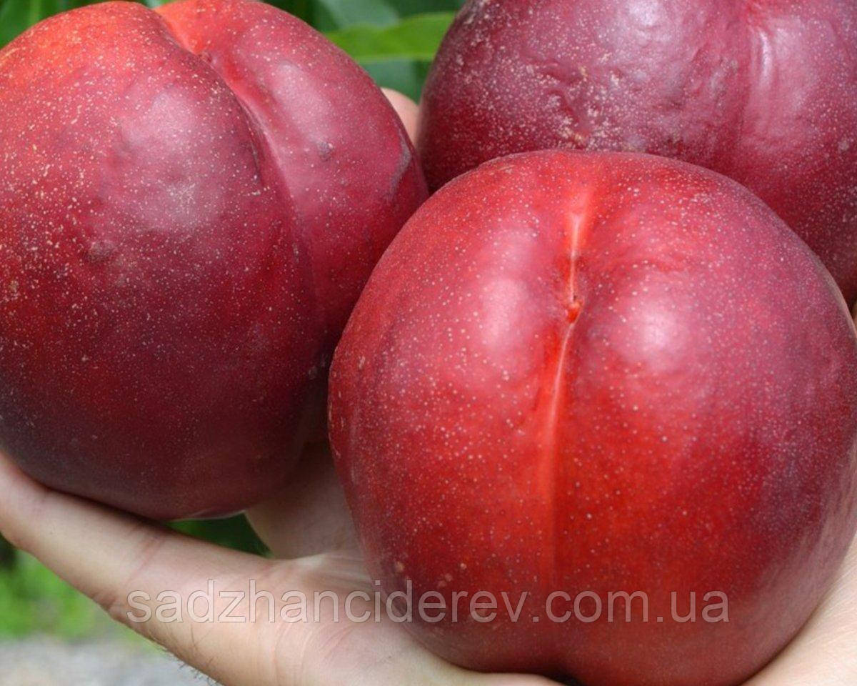 Саджанці нектарину Біг Топ (Биг Топ, Big Top), фото 1