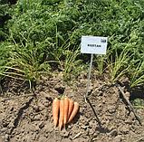 КОЛТАН F1 - насіння моркви Нантес/Флакке (1,6-1,8) 100 000 насінин, Nunhems, фото 2