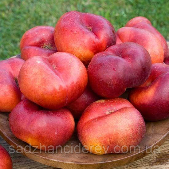 Саджанці інжирного персика Донат (Donut Nectarine)