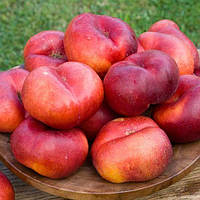 Саджанці інжирного персика Донат (Donut Nectarine)