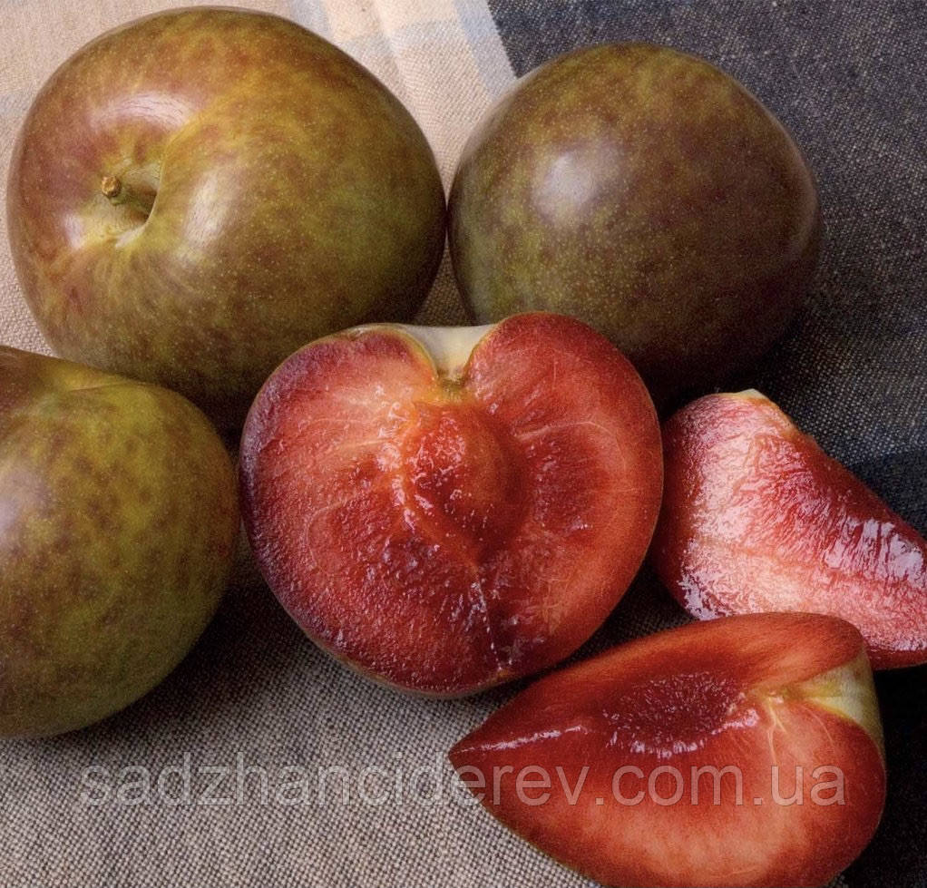 Саджанці слив Флавор Супреме (слива-абрикос) (Pluot Flavor Supreme)
