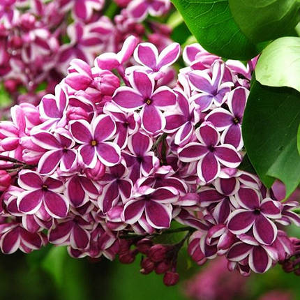 Бузок звичайний Сенсація / Р9 / Syringa vulgaris Sensation, фото 2