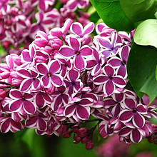 Бузок звичайний Сенсація / Р9 / Syringa vulgaris Sensation