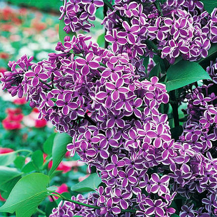 Бузок звичайний Сенсація / Р9 / Syringa vulgaris Sensation, фото 2