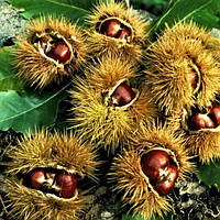 Саджанці Каштану їстівного Ліонський (Castanea Leonum)