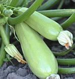 КАВИЛИ F1 - насіння кабачка 1 000 насінин, Nunhems, фото 2