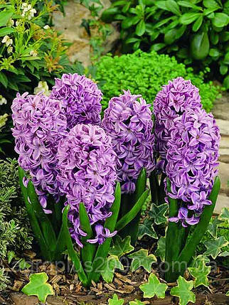 Луковица гиацинта Splendid Cornelia, фото 1