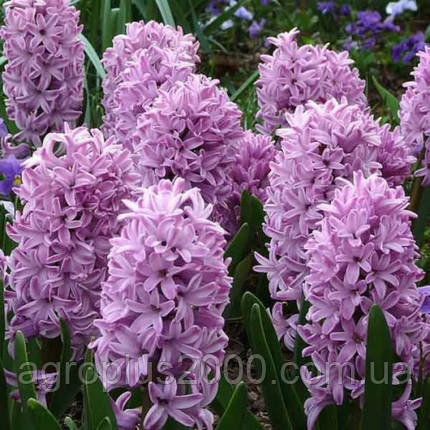 Луковица гиацинта Splendid Cornelia, фото 3