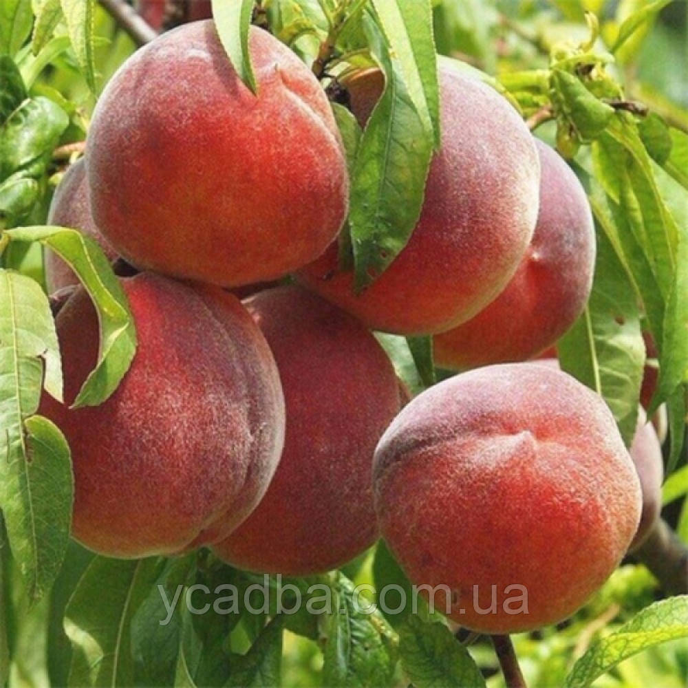 Персик Фіделія (пізній)