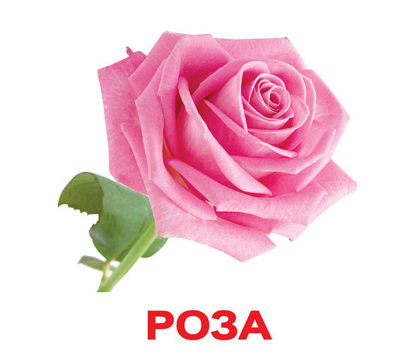 Купить Цветы. Карточки Домана. Вундеркинд с пелёнок, цена 125 ₴ — Prom ...