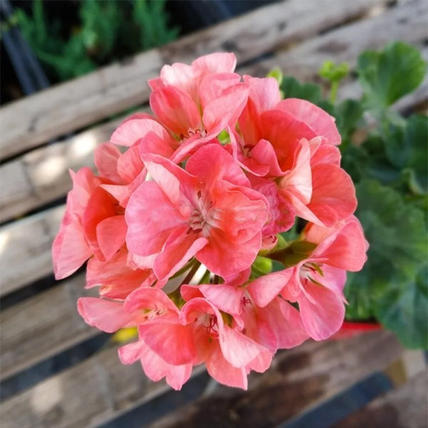 Купити Пеларгонія Survivor Salmon Sensation, ціна 45.99 грн Prom.ua