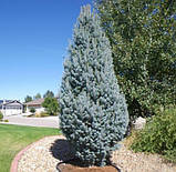 Picea pungens Blue Totem C-5, фото 3