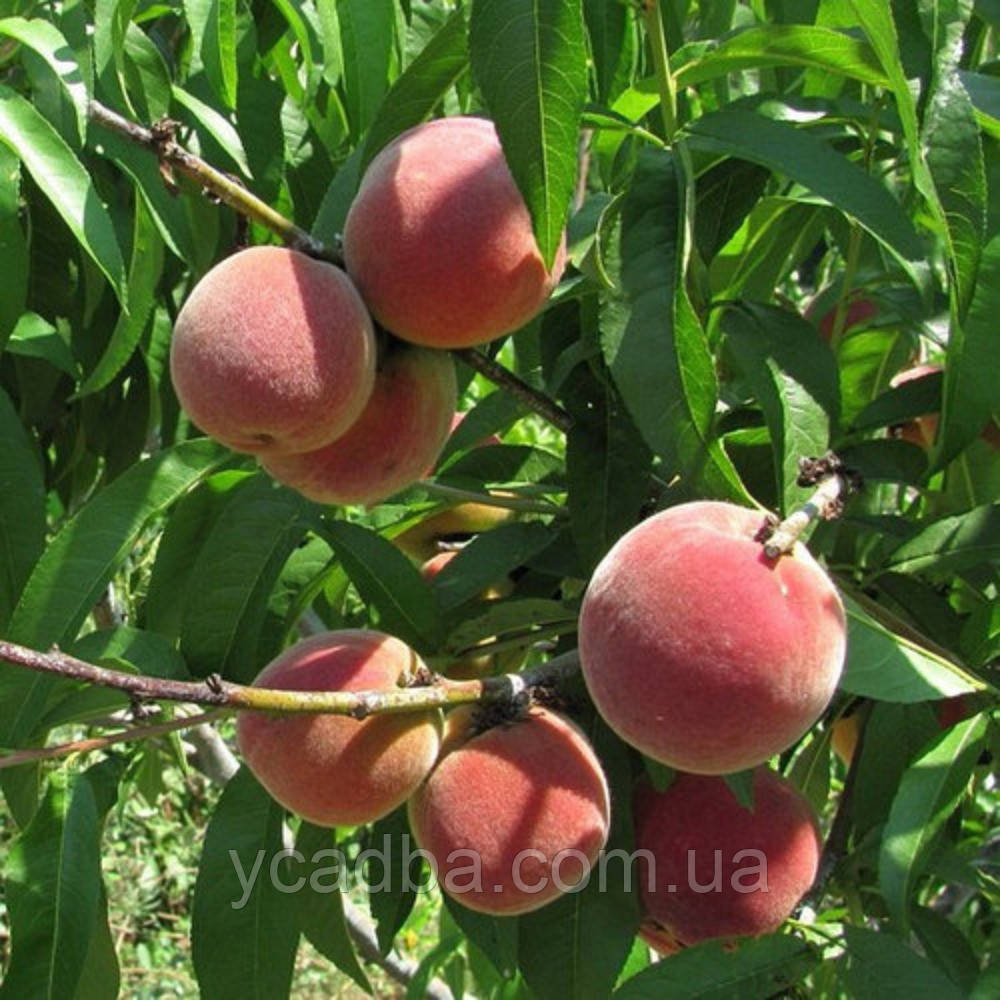 Персик Саммер Гло Ловель (середньостиглий), фото 1