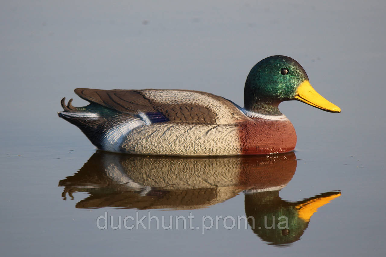 Чучело селезня кряквы (STD 01) - фото 1 - id-p1453913816