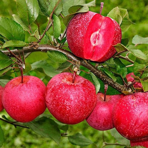 Саджанці Яблуні Джерсі - пізньо-осіння, красномясая, крупноплідна, фото 1