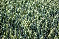 Насіння озими пшениці Нордика Еліта (Безоста)