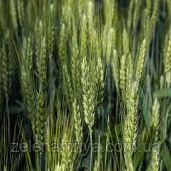 Насіння озимою пшениці Аркеос Еліта (Безоста), фото 1