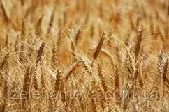 Насіння озимою пшениці Алтиго Еліта (Остиста), фото 1