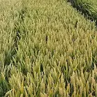 Насіння озимою пшениці ЛГ Керамік Еліта ( Безоста )