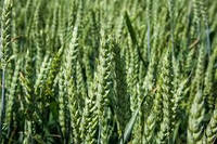 Насіння озими пшениці Фріски Еліта (Безоста)