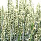 Насіння озимою пшениці ЛГ Арнова Еліта ( Безоста)