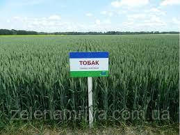 Насіння озимої пшениці Тобак (Безоста), фото 1