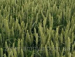 Насіння озимої пшениці Бонанза (Безоста), фото 1