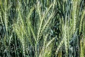 Насіння озими пшениці Гюстав (Безоста), фото 1