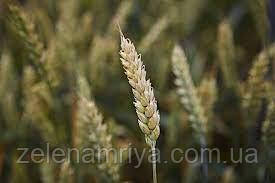 Насіння озимою пшениці Нордкап (Безоста), фото 1