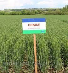 Насіння озими пшениці Леммі (Безоста), фото 1