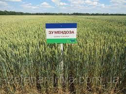 Насіння озими пшениці ЗУ Мендоза (Безоста), фото 1