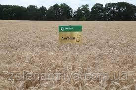 Насіння озимої пшениці Ауреліус Еліта (Остиста), фото 1